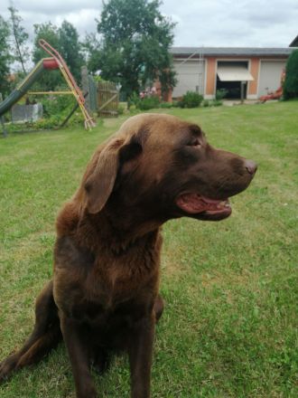 ** Schokobraune reinrassige Labrador Welpen aus Hausaufzucht ** Hund Welpe Weibchen + Rüde