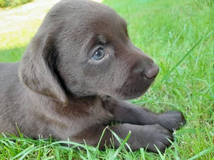 ** Schokobraune reinrassige Labrador Welpen aus Hausaufzucht ** Hund Welpe Weibchen + Rüde