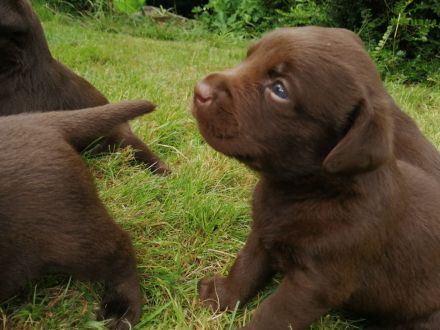 ** Schokobraune reinrassige Labrador Welpen aus Hausaufzucht ** Hund Welpe Weibchen + Rüde
