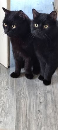 2 schwarze Kater