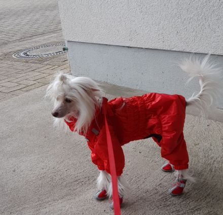 Deckrüde Chinese Crested / Schopfhund, reinrassig, hairless.