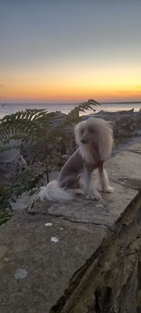 Deckrüde Chinese Crested / Schopfhund, reinrassig, hairless.