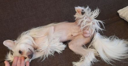 Deckrüde Chinese Crested / Schopfhund, reinrassig, hairless.