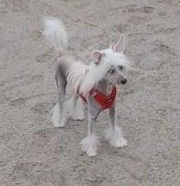 Deckrüde Chinese Crested / Schopfhund, reinrassig, hairless.