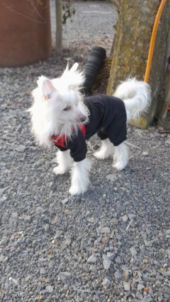 Deckrüde Chinese Crested / Schopfhund, reinrassig, hairless.