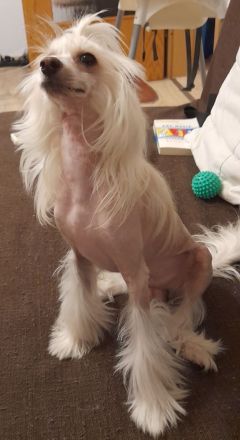 Deckrüde Chinese Crested / Schopfhund, reinrassig, hairless.