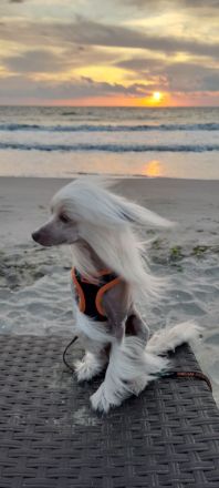 Deckrüde Chinese Crested / Schopfhund, reinrassig, hairless.