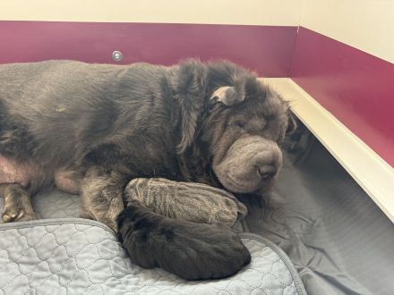 Shar Pei Welpen