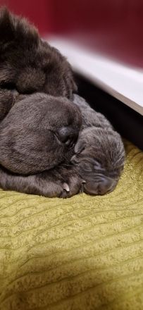 Shar Pei Welpen