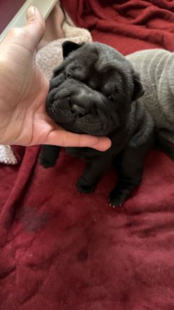 Shar Pei Welpen