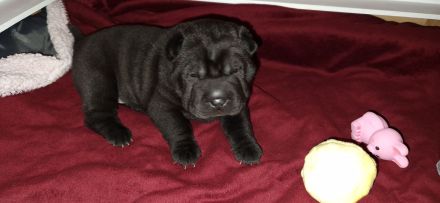Shar Pei Welpen