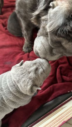 Shar Pei Welpen