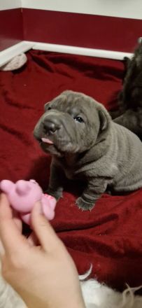 Shar Pei Welpen