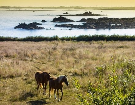 Bretagne, Finistere. Ferienwohnung Zugang zum Meer und Küstenwanderweg. Hund willkommen.