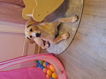 Dalmatiner/Labrador geb.5.10.24