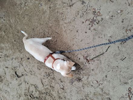 Dalmatiner/Labrador geb.5.10.24