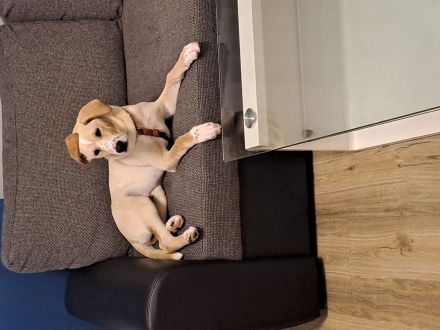 Dalmatiner/Labrador geb.5.10.24