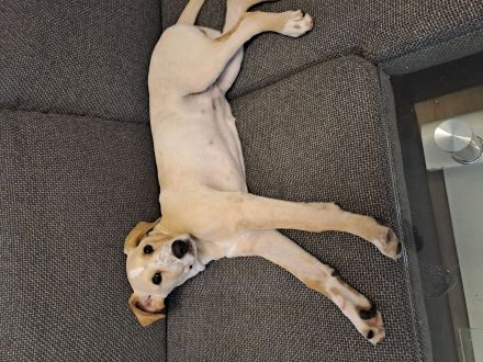 Dalmatiner/Labrador geb.5.10.24