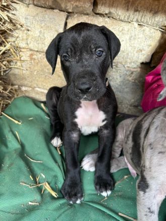 Wundervolle Doggenwelpen suchen ab Mitte Februar ihr Zuhause! (Thüringen)