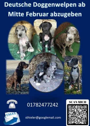 Wundervolle Doggenwelpen suchen ab Mitte Februar ihr Zuhause! (Thüringen)