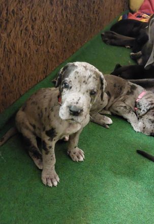 Wundervolle Doggenwelpen suchen ab Mitte Februar ihr Zuhause! (Thüringen)