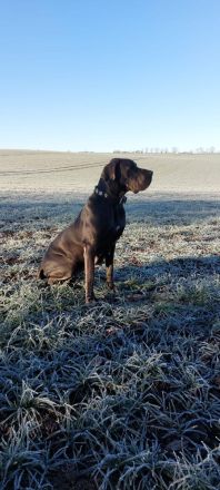 Wundervolle Doggenwelpen suchen ab Mitte Februar ihr Zuhause! (Thüringen)