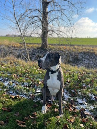 Wundervolle Doggenwelpen suchen ab Mitte Februar ihr Zuhause! (Thüringen)