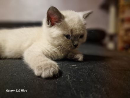 BKH 🐈⬛🥰Süße und wunderschöne Kätzchen,