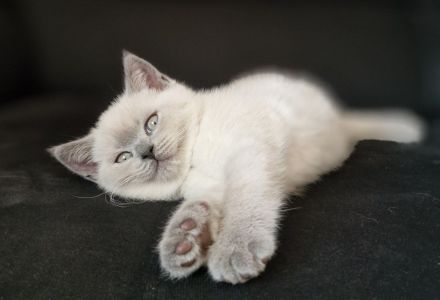 BKH 🐈⬛🥰Süße und wunderschöne Kätzchen,