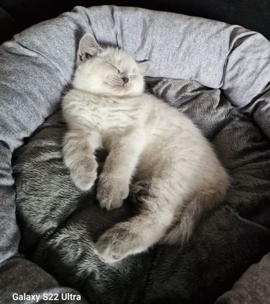 BKH 🐈⬛🥰Süße und wunderschöne Kätzchen,