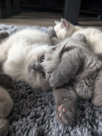 BKH 🐈⬛🥰Süße und wunderschöne Kätzchen, ist nur noch eine Mädchen frei n