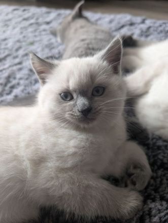 BKH 🐈⬛🥰Süße und wunderschöne Kätzchen, ist nur noch eine Mädchen frei n