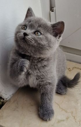 BKH 🐈⬛🥰Süße und wunderschöne Kätzchen, vier Mädchen und zwei Jungen