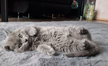 BKH 🐈⬛🥰Süße und wunderschöne Kätzchen, vier Mädchen und zwei Jungen