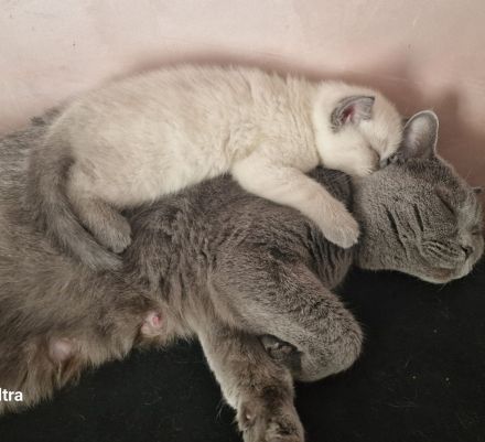 BKH 🐈⬛🥰Süße und wunderschöne Kätzchen,