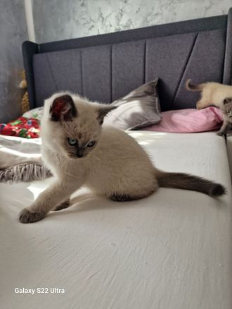 BKH 🐈⬛🥰Süße und wunderschöne Kätzchen,