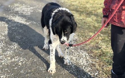 freundlicher Jules sucht ein XL-Körbchen