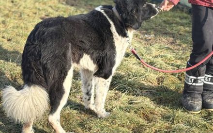 freundlicher Jules sucht ein XL-Körbchen