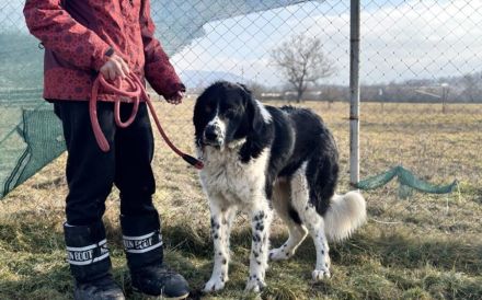 freundlicher Jules sucht ein XL-Körbchen