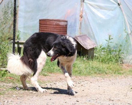 freundlicher Jules sucht ein XL-Körbchen