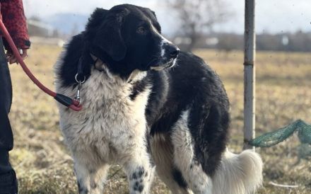 freundlicher Jules sucht ein XL-Körbchen