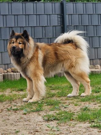 Biete Eurasier Deckrüden an