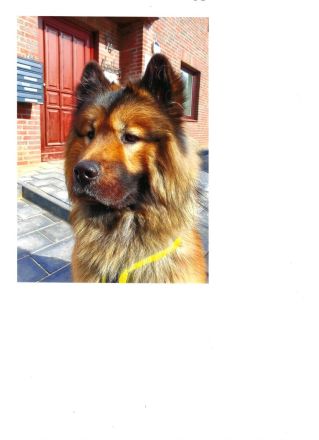 Biete Eurasier Deckrüden an