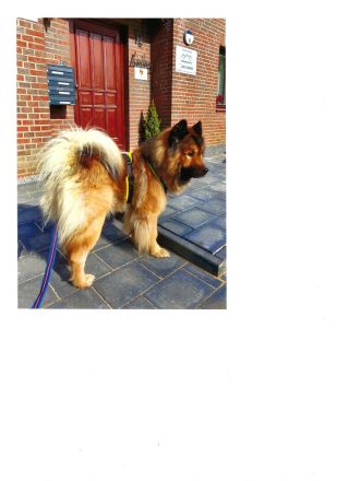 Biete Eurasier Deckrüden an