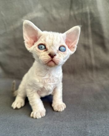 Devon Rex Kitten - Auszugsfertig