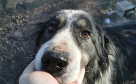 Wer gibt der entzückenden Alice eine Chance?