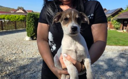 Das liebe Hundekind Piri sucht ihren Heimathafen