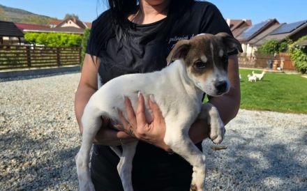 Das liebe Hundekind Piri sucht ihren Heimathafen