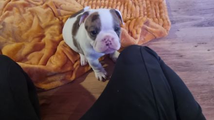 Hundewelpen zu verkaufen