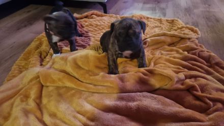 Hundewelpen zu verkaufen